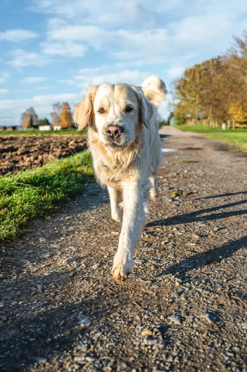 Golden Retriever läuft auf einem Feldweg