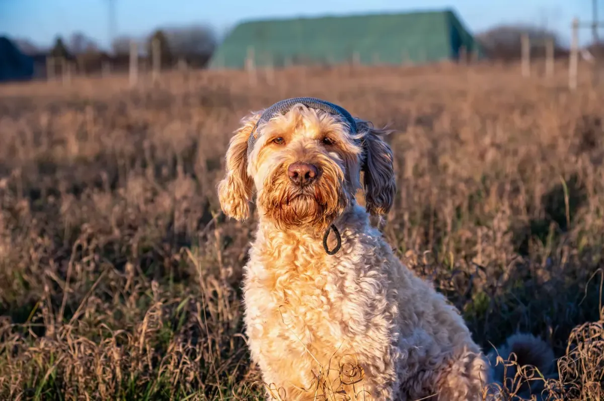 Lockiger Hund mit Mütze im Abendlicht