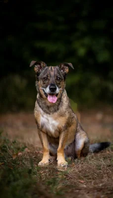 Mischlingshund sitzt im Wald
