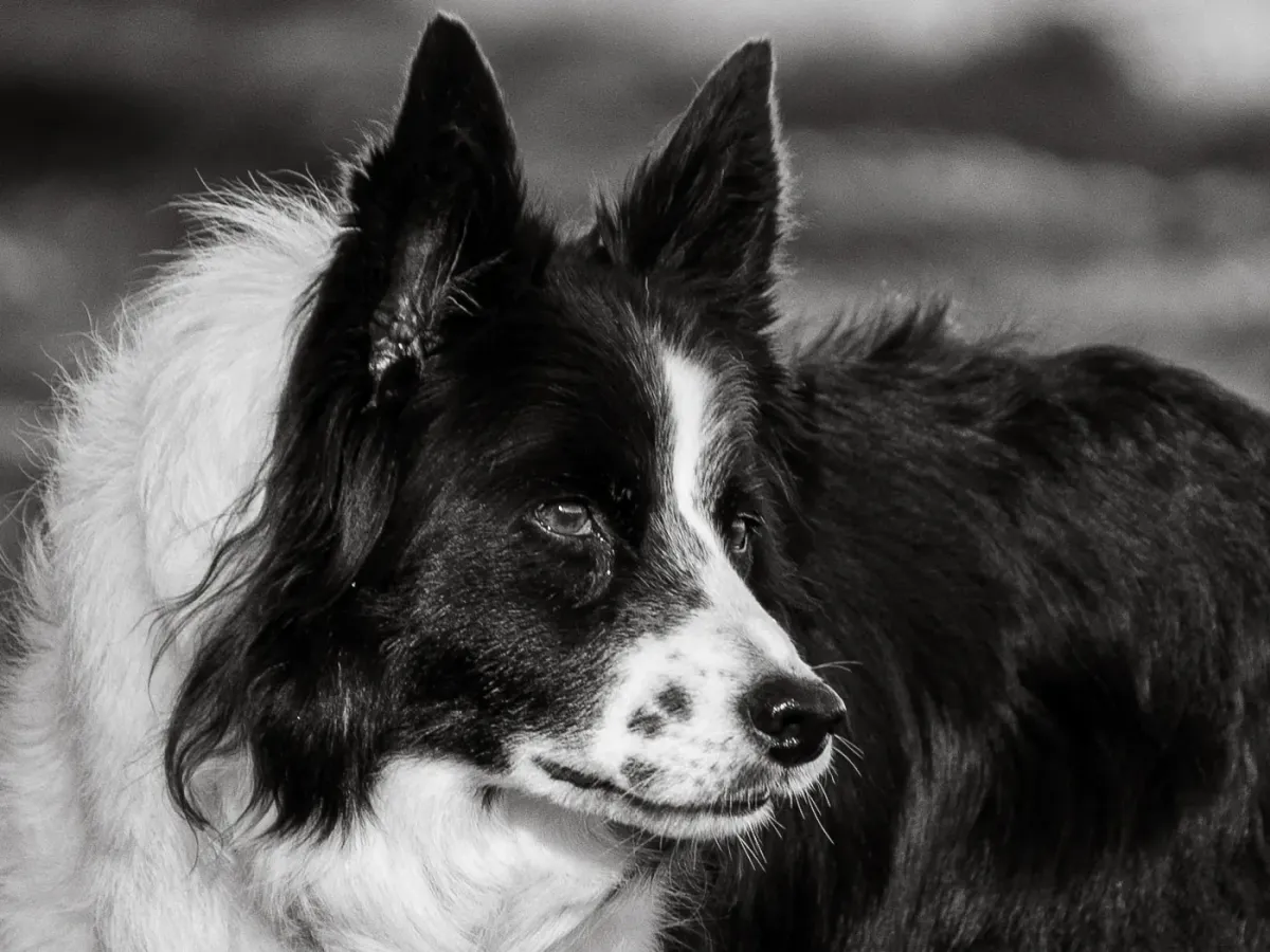 Border Collie in Schwarzweiß, ruhiger Blick zur Seite