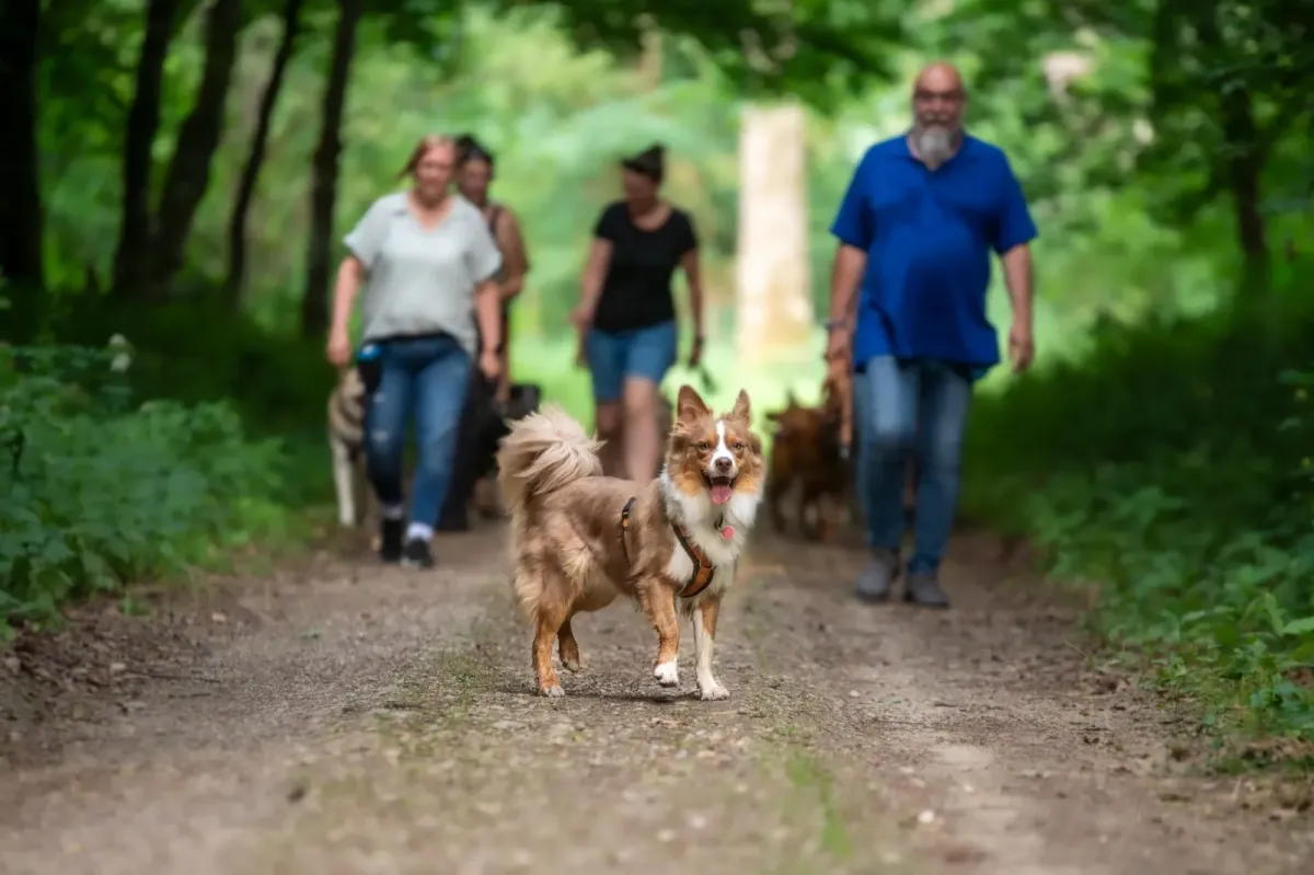 Gruppe mit Hunden beim Social Walk im Wald, vorne ein Australian Shepherd